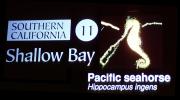 Pacific Seahorse (Hippocampus ingens)