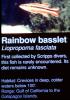 Rainbow Basslet, (Liopropoma fasciata), Perciformes, Serranidae
