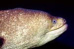 California Moray Eel, (Gymnothorax mordax), Anguilliformes, Muraenidae, AAAV03P14_10