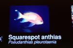 Squarespot Anthias, AAAV03P15_06