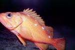 Rosy Rockfish (Sebastes rosaceus), Scorpaeniformes, Sebastidae, AAAV03P15_12