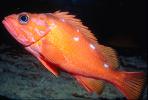 Rosy Rockfish (Sebastes rosaceus), Scorpaeniformes, Sebastidae, AAAV03P15_13.1707