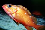 Rosy Rockfish (Sebastes rosaceus), Scorpaeniformes, Sebastidae, AAAV03P15_14