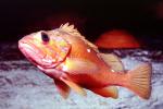 Rosy Rockfish (Sebastes rosaceus), Scorpaeniformes, Sebastidae, AAAV03P15_15