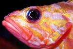 Rosy Rockfish (Sebastes rosaceus), Scorpaeniformes, Sebastidae, AAAV03P15_16
