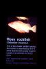 Rosy Rockfish (Sebastes rosaceus), Scorpaeniformes, Sebastidae, AAAV03P15_18