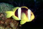 Clark's Anemonefish, (Amphiprion clarkii), Perciformes, Pomacentridae, Amphiprioninae, AAAV04P01_01