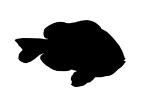 Clark's Anemonefish silhouette, (Amphiprion clarkii), Perciformes, Pomacentridae, Amphiprioninae, shape, logo