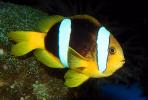 Clark's Anemonefish, (Amphiprion clarkii), Perciformes, Pomacentridae, Amphiprioninae, AAAV04P01_02.1707
