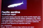 Pacific Sardine, (Sardinops sagax), Clupeiformes, Clupeidae, AAAV04P01_15