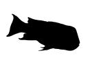 California Sheephead silhouette, (Semicossyphus pulcher), Perciformes, Labridae, wrass, shape, logo, AAAV04P02_04M