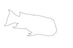 California Sheephead outline, (Semicossyphus pulcher), Perciformes, Labridae, wrass, line drawing, shape, AAAV04P02_04O