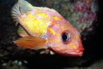 Rosy Rockfish (Sebastes rosaceus), Scorpaeniformes, Sebastidae, eyes, AAAV04P02_08