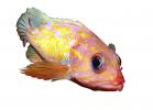 Rosy Rockfish (Sebastes rosaceus), Scorpaeniformes, Sebastidae, photo-object, object, cut-out, cutout