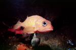 Rosy Rockfish (Sebastes rosaceus), Scorpaeniformes, Sebastidae, eyes, AAAV04P02_09