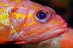 Rosy Rockfish (Sebastes rosaceus), Scorpaeniformes, Sebastidae, eyes, AAAV04P02_10