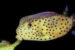Yellow Boxfish, (Ostracion cubicus), Tetraodontiformes, Ostraciidae, Cubicus Boxfish, Polka Dot Boxfish, Cube Boxfish, toxic, AAAV04P02_18