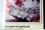 Onespot Fringehead (Neoclinus uninotatus), Perciformes, Chaenopsidae, chaenopsid blenny