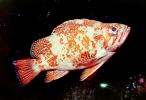 Vermilion rockfish, (Sebastes miniatus), Scorpaeniformes, Sebastidae, vermilion seaperch, red snapper, and red rock cod, AAAV04P03_08