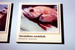 Vermilion rockfish, (Sebastes miniatus), Scorpaeniformes, Sebastidae, vermilion seaperch, red snapper, and red rock cod, AAAV04P03_09