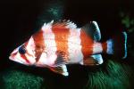 Tiger Rockfish, (Sebastes nigrocinctus), Scorpaeniformes, Scorpaenoidei, Scorpaenidae, banded, black-banded, AAAV04P04_06