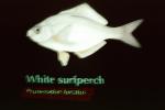 White Surfperch, Phanerodon furcatus