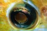 Fisheye, eye, AAAV04P04_17