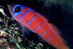 Catalina Goby, (Lythrypnus dalli), [Gobiidae], blue-banded goby, AAAV04P05_18