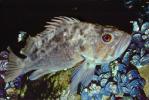 Brown rockfish, (Sebastes auriculatus), Scorpaeniformes, Sebastidae, AAAV04P06_08