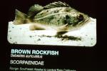 Brown rockfish, (Sebastes auriculatus), Scorpaeniformes, Sebastidae, AAAV04P06_09