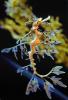 Seahorse, Leafy seadragon, (Phycodurus eques), Syngnathiformes, Syngnathidae, Camouflage, Seaweed, Biomimicry, AAAV04P06_14