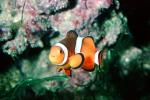 Nemo, Percula Clownfish, (Amphiprion percula), Perciformes, Pomacentridae, anemonefish, AAAV04P07_18