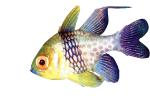Orbiculate Cardinalfish, (Apogon orbicularis), Perciformes, Percoidei, Percoidea, Apogonidae, photo-object, object, cut-out, cutout, AAAV04P08_07F