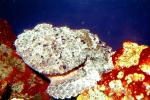 Deadly Stonefish, Reef Stonefish, (Synanceia verrucosa), Scorpaeniformes, Synanceiidae, venomous, scorpionfish, venemous, AAAV04P09_08