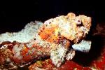 Deadly Stonefish, Reef Stonefish, (Synanceia verrucosa), Scorpaeniformes, Synanceiidae, venomous, scorpionfish, venemous, AAAV04P09_09