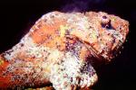 Deadly Stonefish, Reef Stonefish, (Synanceia verrucosa), Scorpaeniformes, Synanceiidae, venomous, scorpionfish, venemous, AAAV04P09_11