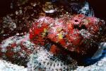 Deadly Stonefish, Reef Stonefish, (Synanceia verrucosa), Scorpaeniformes, Synanceiidae, venomous, scorpionfish, venemous, AAAV04P09_12