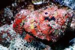 Deadly Stonefish, Reef Stonefish, (Synanceia verrucosa), Scorpaeniformes, Synanceiidae, venomous, scorpionfish, venemous, AAAV04P09_13
