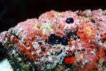 Deadly Stonefish, Reef Stonefish, (Synanceia verrucosa), Scorpaeniformes, Synanceiidae, venomous, scorpionfish, venemous, AAAV04P09_17