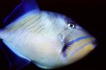 Queen Triggerfish, (Balistes vetula), Tetraodontiformes, Balistidae, Atlantic Ocean, AAAV04P09_18