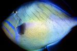 Queen Triggerfish, (Balistes vetula), Tetraodontiformes, Balistidae, Atlantic Ocean, AAAV04P09_19