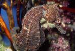 Longsnout Seahorse, (Hippocampus reidi), Gasterosteiformes, Syngnathidae, AAAV04P10_04