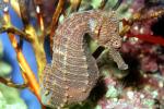 Longsnout Seahorse, (Hippocampus reidi), Gasterosteiformes, Syngnathidae, AAAV04P10_05