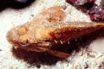 Scorpionfish (Scorpaena brasiliensis), Barbfish, Scorpaeniformes, Scorpaenidae, AAAV04P11_09
