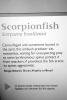 Scorpionfish (Scorpaena brasiliensis), Barbfish, Scorpaeniformes, Scorpaenidae, AAAV04P11_16