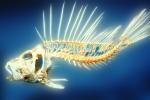 Skeleton, Black Volitan Lionfish, (Pterois volitans), Scorpaeniformes, Scorpaenidae, Pteroinae, venomous coral reef fish, scorpionfish, venemous, AAAV04P11_17