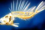 Skeleton, Black Volitan Lionfish, (Pterois volitans), Scorpaeniformes, Scorpaenidae, Pteroinae, venomous coral reef fish, scorpionfish, venemous, AAAV04P11_18