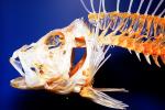 Skeleton, Black Volitan Lionfish, (Pterois volitans), Scorpaeniformes, Scorpaenidae, Pteroinae, venomous coral reef fish, scorpionfish, venemous, AAAV04P12_01