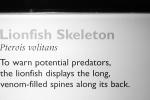 Black Volitan Lionfish, Pterois volitans, Scorpaeniformes, Scorpaenidae, Pteroinae, venomous coral reef fish, scorpionfish, venemous, AAAV04P12_03