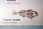 Tidepool Sculpin, (Oligocottus maculosus), Scorpaeniformes, Cottidae, AAAV04P12_19